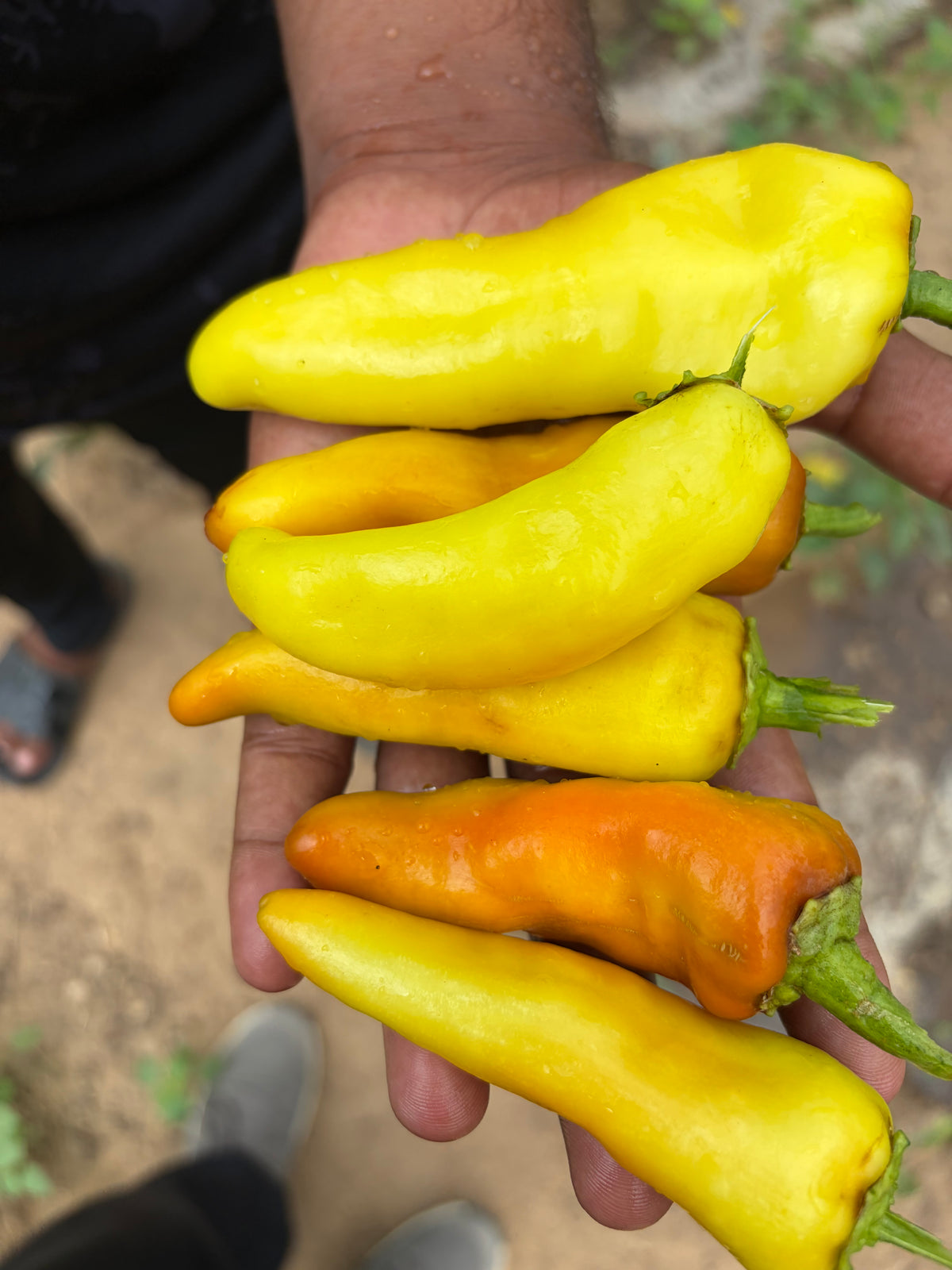 Banana Peppers (organic)