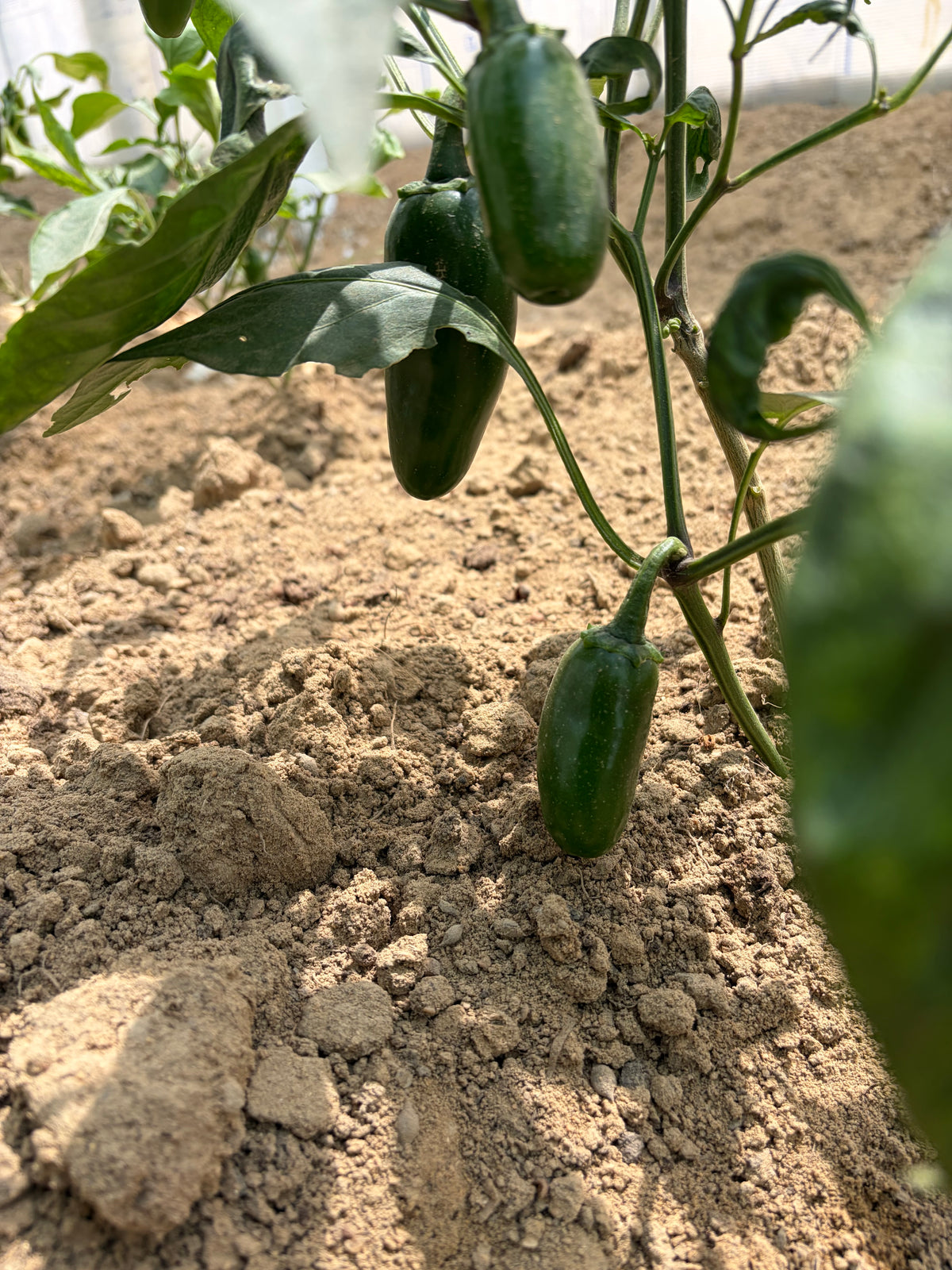 Organic Hybrid Jalapeños