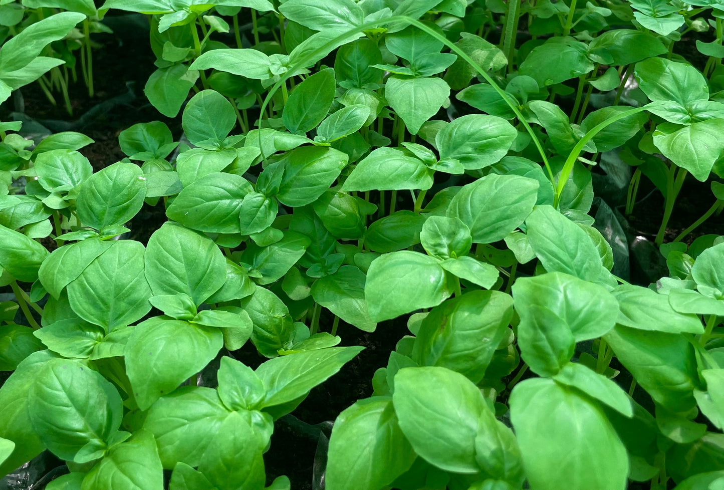 Genovese Basil (Organic)