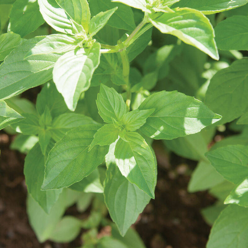 Lemon Basil (Organic)