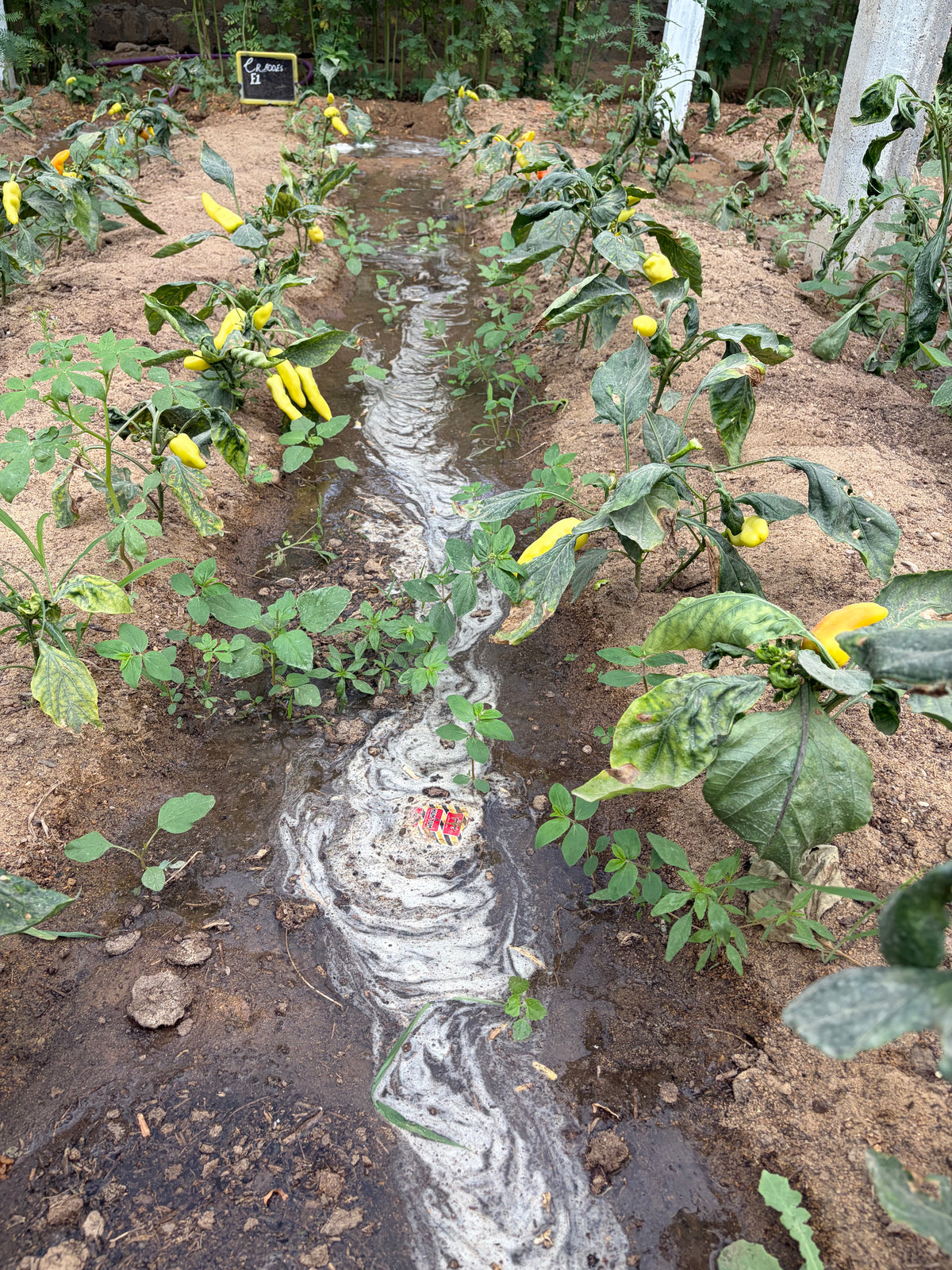 Banana Peppers (organic)