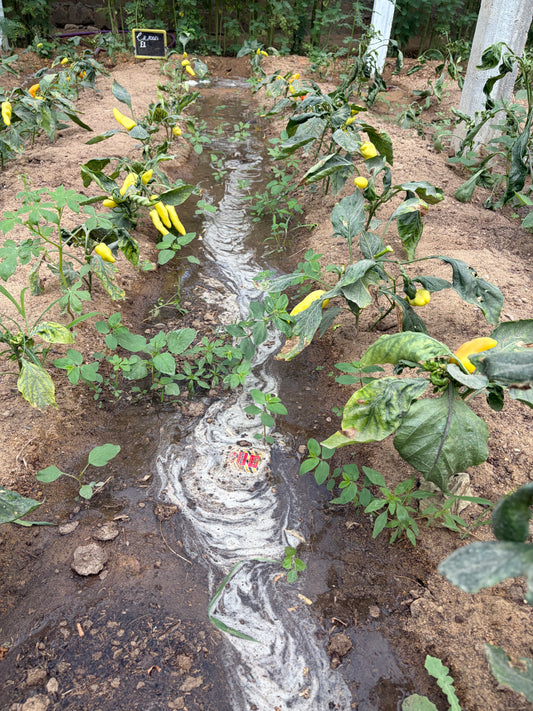 Banana Peppers (organic)
