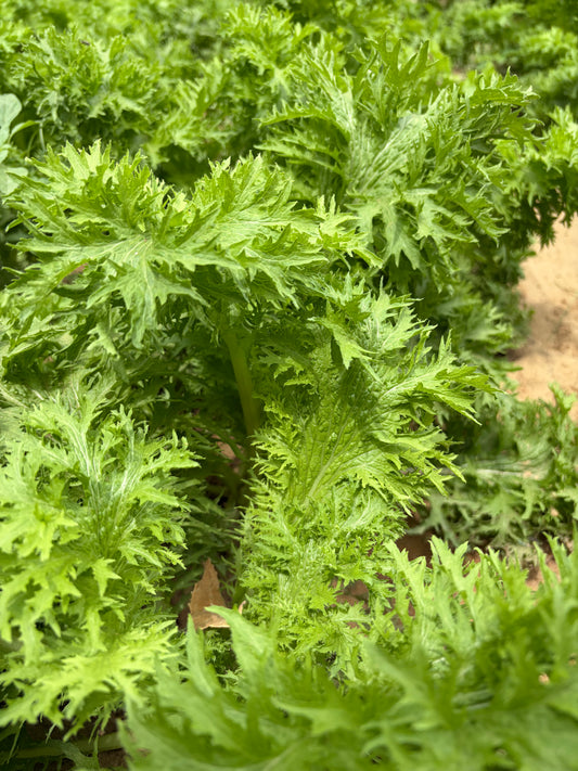 Wasabi Mustard Greens