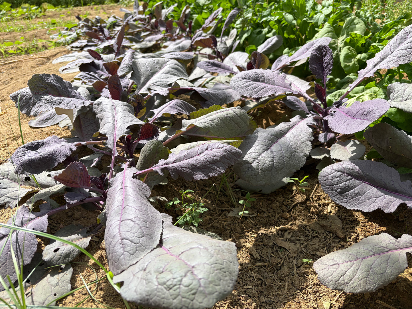 Ethiopian Kale (organic)