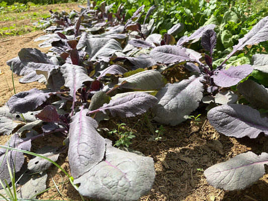 Ethiopian Kale (organic)
