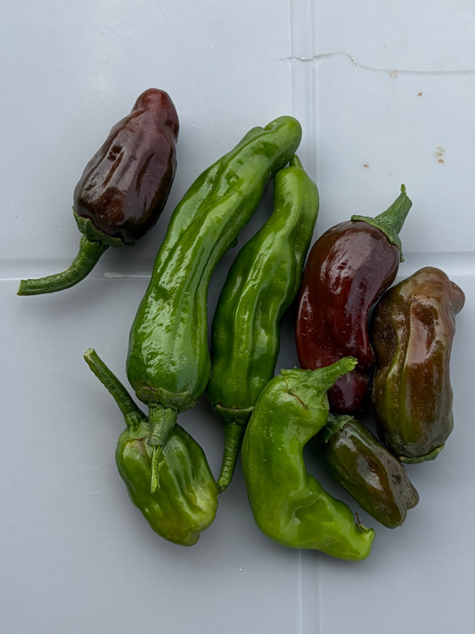 Shishito Peppers (organic)