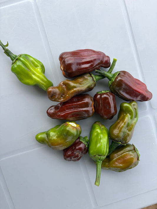 Pepperoncini Peppers (organic)
