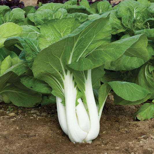 Bok Choi