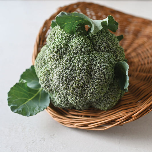 Standard Broccoli