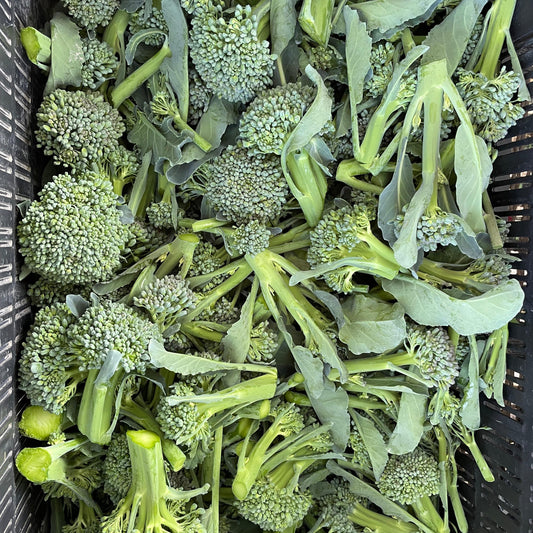 Sprouting Broccoli