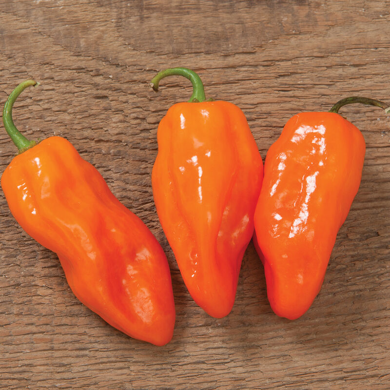 Habanero (Very Spicy)