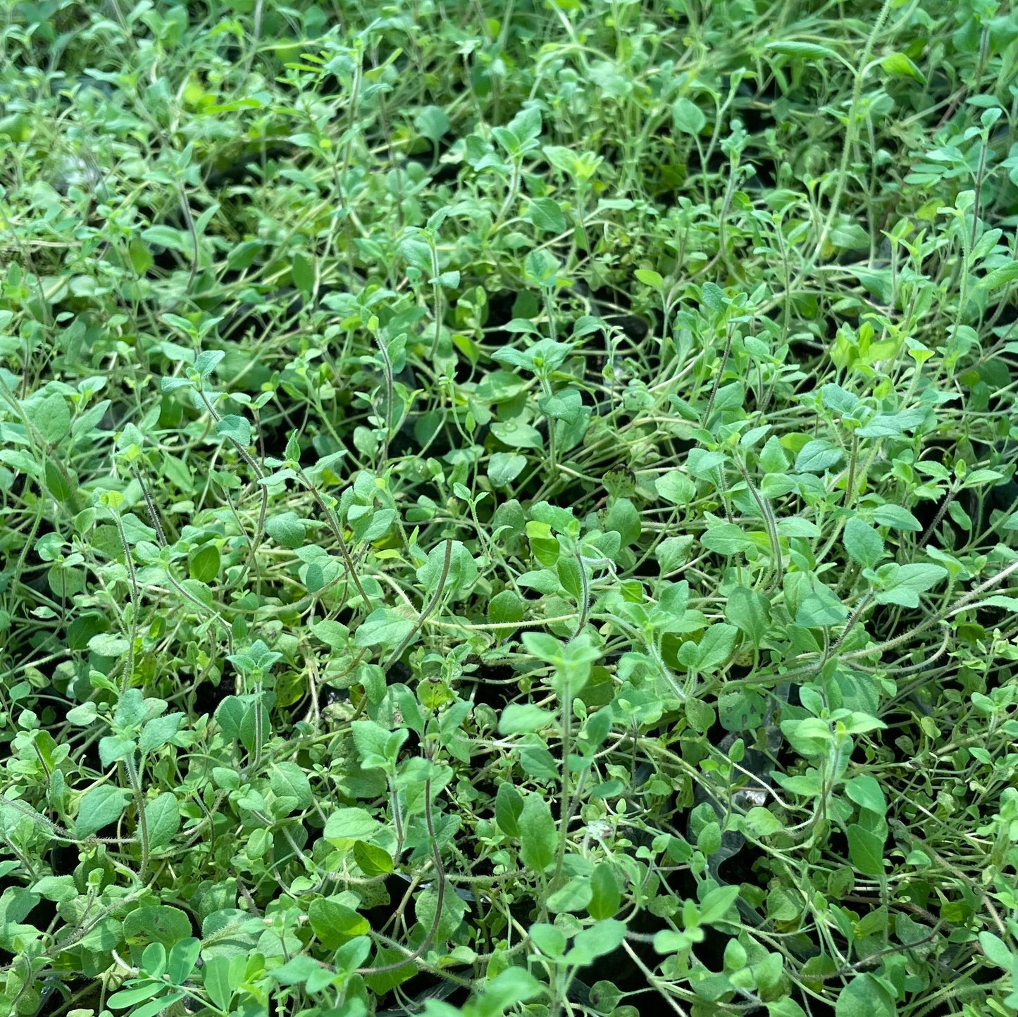 Greek Oregano