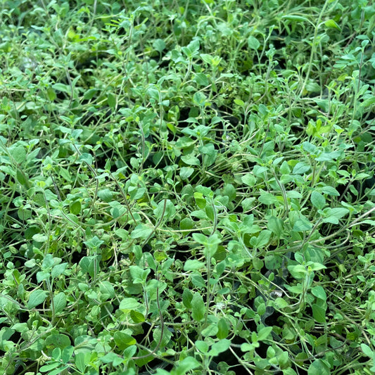 Greek Oregano