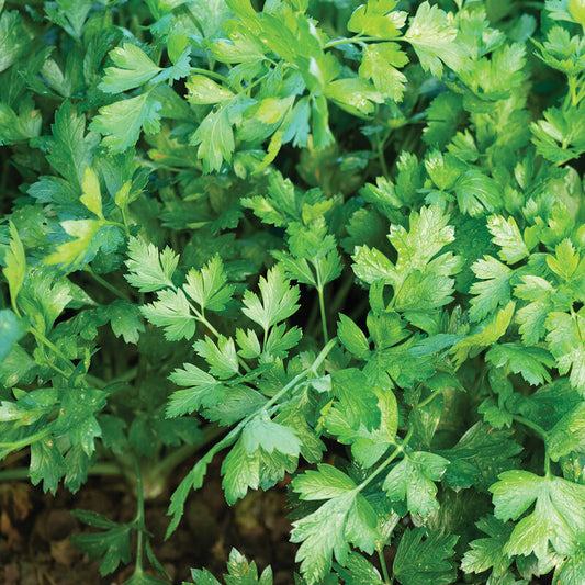 Parsley